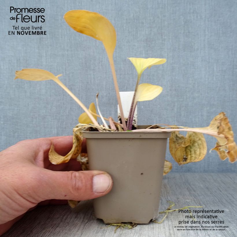 Exemplar von Hosta Paradise Island - Garten-Funkie Kleine Töpfe von 8/9 cm wie im Herbst geliefert