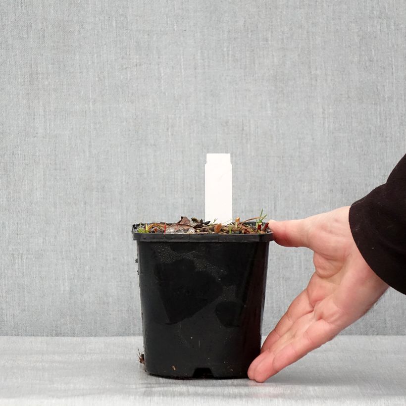 Exemplar von Hosta Paradise Island Pot de 1,5L/2L wie im Winter geliefert
