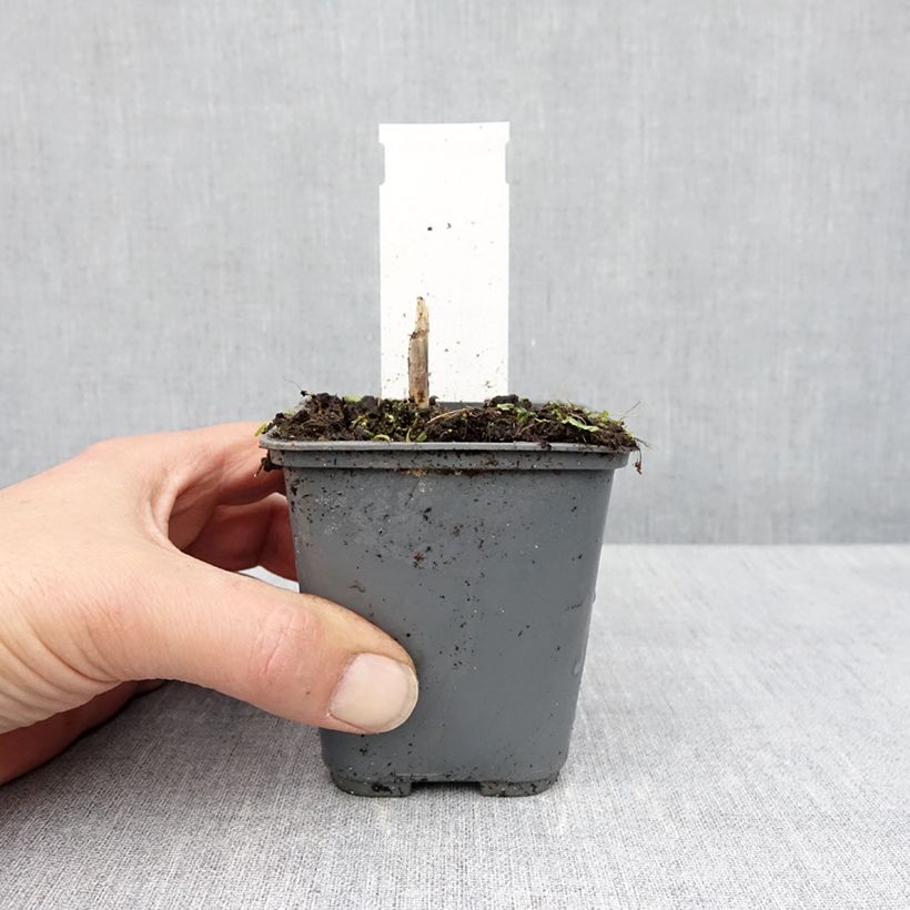 Example of Hosta fortunei Patriot's Fire - Garten-Funkie Kleine Töpfe von 8/9 cm as you get in printemps