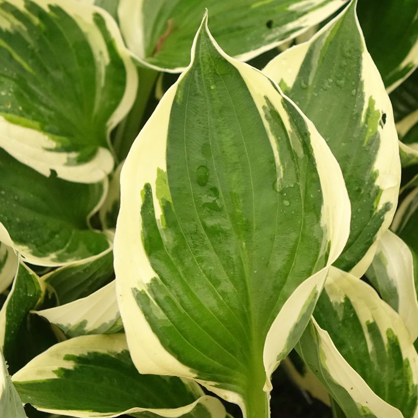 Hosta fortunei Patriot's Fire - Garten-Funkie (Foliage)