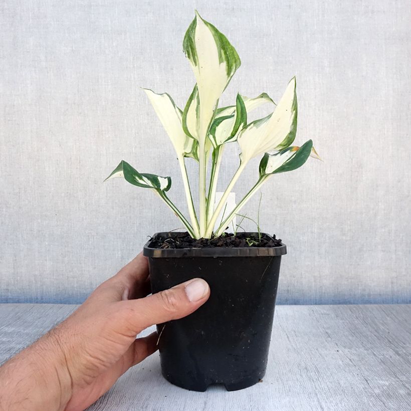 Exemplar von Hosta Paul Revere - Garten-Funkie Topf mit 1,5L/2L wie im Sommer geliefert