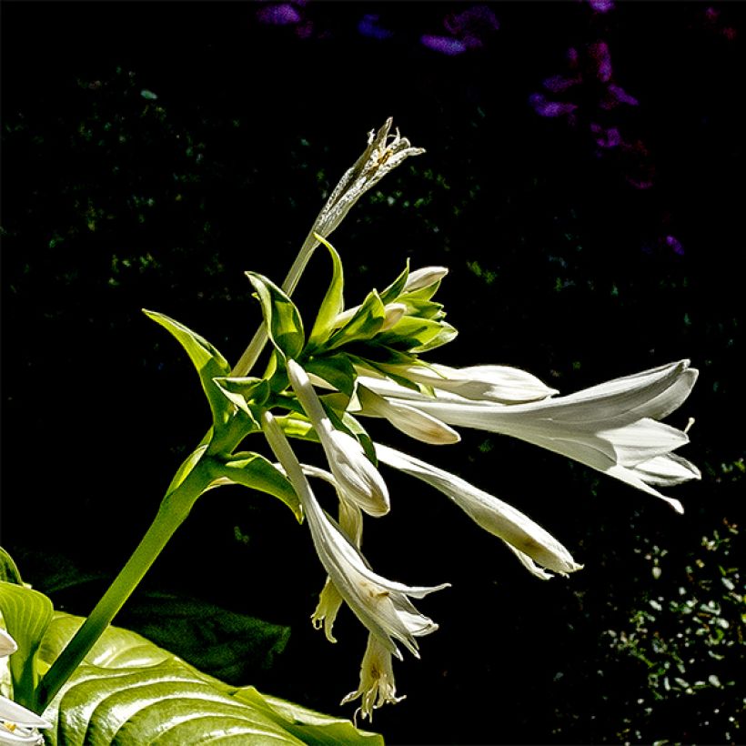Hosta plantaginea grandiflora - Garten-Funkie (Blüte)