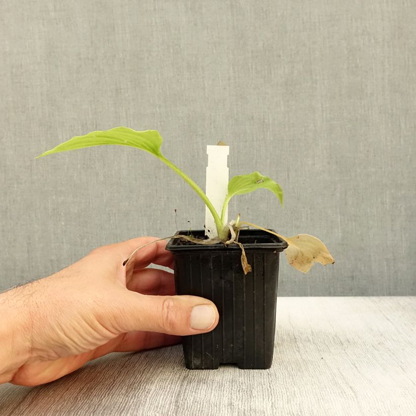 Exemplar von Hosta plantaginea var. japonica Godet de 8/9 cm wie im Herbst geliefert