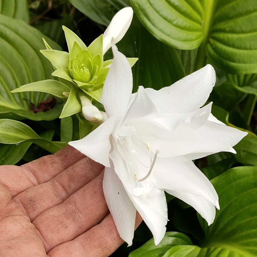 Hosta plantaginea Venus - Garten-Funkie (Flowering)