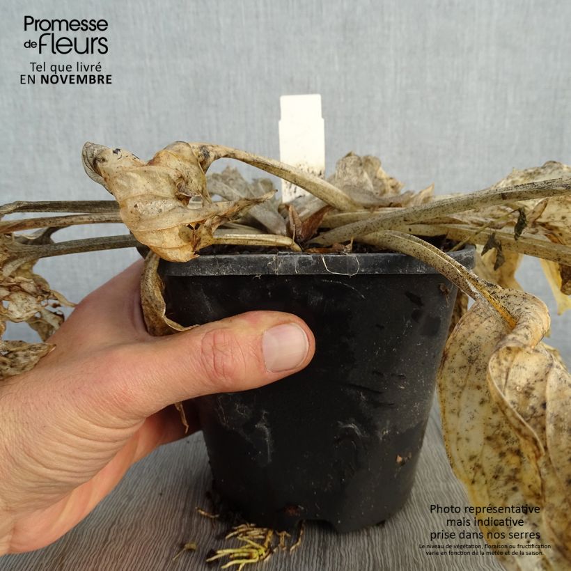 Exemplar von Hosta Pocketfull of Sunshine - Garten-Funkie Topf mit 1,5L/2L wie im Herbst geliefert
