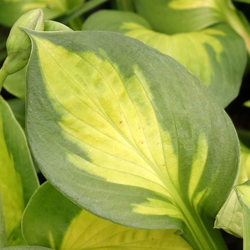 Hosta Pocketfull of Sunshine - Garten-Funkie (Foliage)