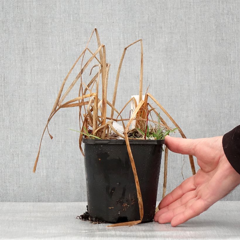 Exemplar von Hosta Prairie Sky Pot de 1,5L/2L wie im Winter geliefert