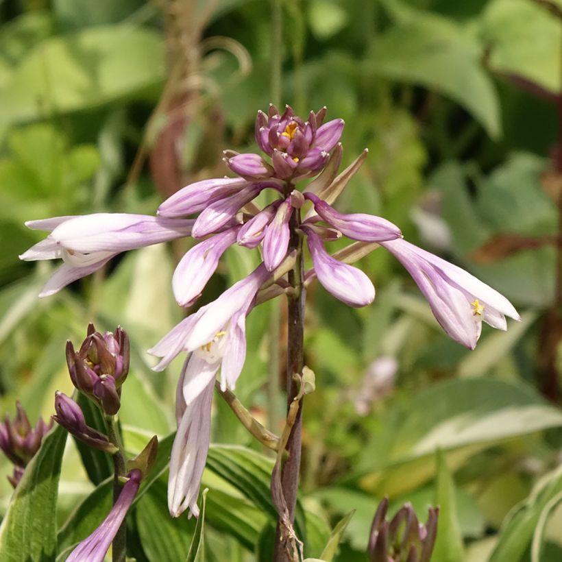 Hosta Praying Hands - Garten-Funkie (Flowering)