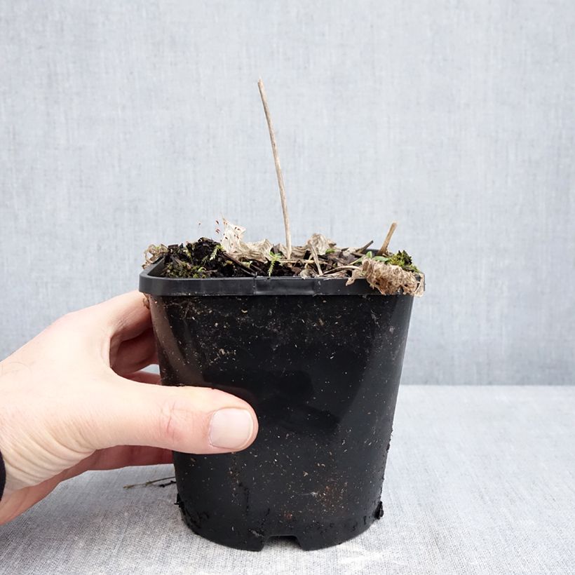 Exemplar von Hosta Radiant Edger - Garten-Funkie Topf mit 1,5L/2L wie im Winter geliefert