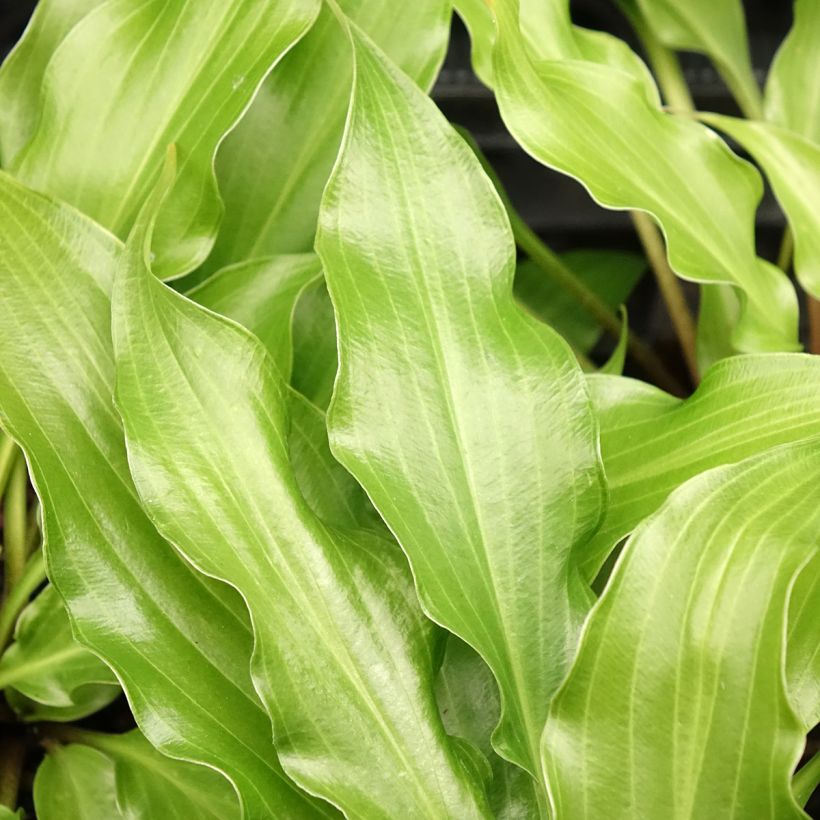 Hosta Raspberry Sorbet - Garten-Funkie (Laub)