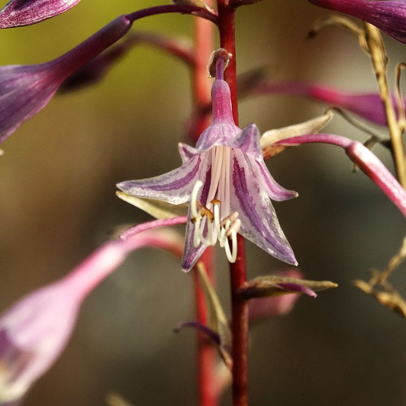 Hosta Raspberry Sorbet - Garten-Funkie (Blüte)