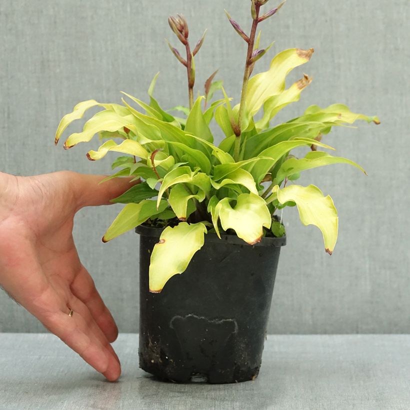 Exemplar von Hosta Raspberry Sorbet - Garten-Funkie Topf mit 1,5L/2L wie im Sommer geliefert