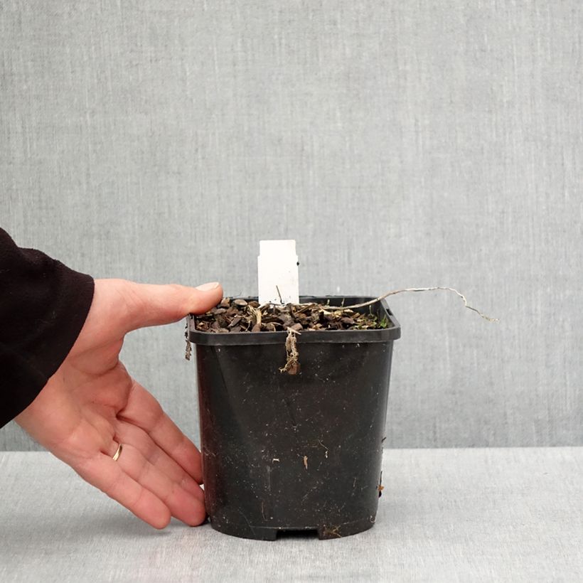 Example of Hosta Raspberry Sundae - Garten-Funkie Topf mit 1,5L/2L as you get in printemps