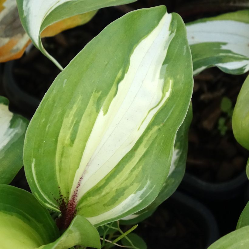 Hosta Raspberry Sundae - Garten-Funkie (Foliage)