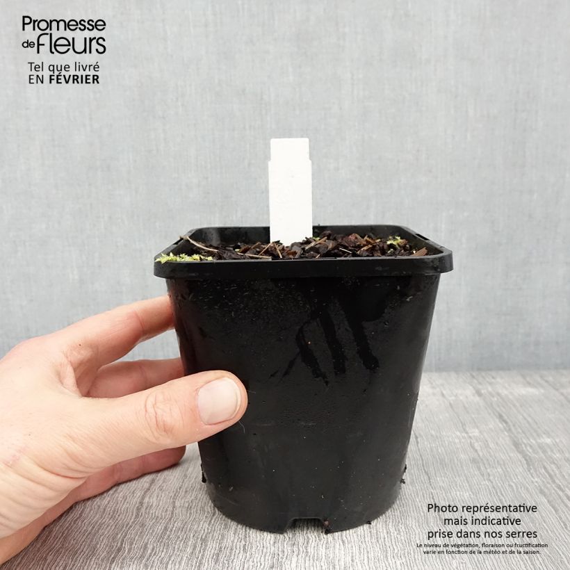 Exemplar von Hosta Remember Me Pot de 1,5L/2L wie im Winter geliefert