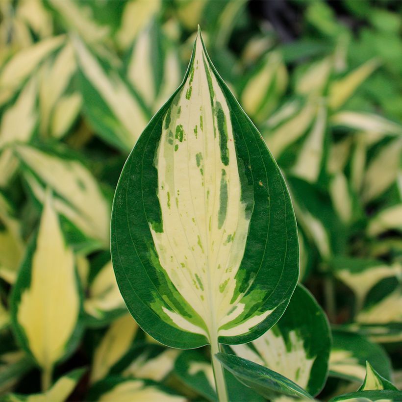 Hosta Revolution - Garten-Funkie (Foliage)