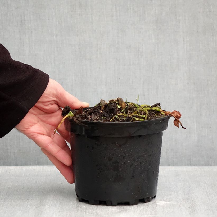 Exemplar von Hosta fluctuans Sagae - Funkie Topf mit 1,5L/2L wie im Herbst geliefert
