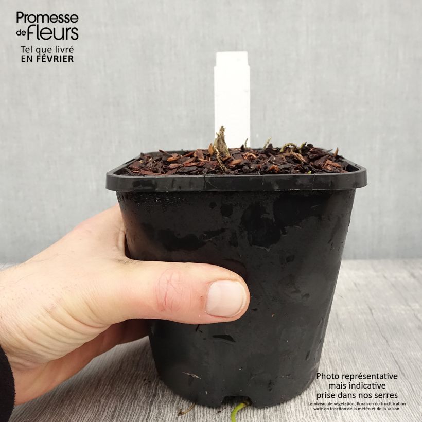Exemplar von Hosta Sagae Pot de 1,5L/2L wie im Winter geliefert
