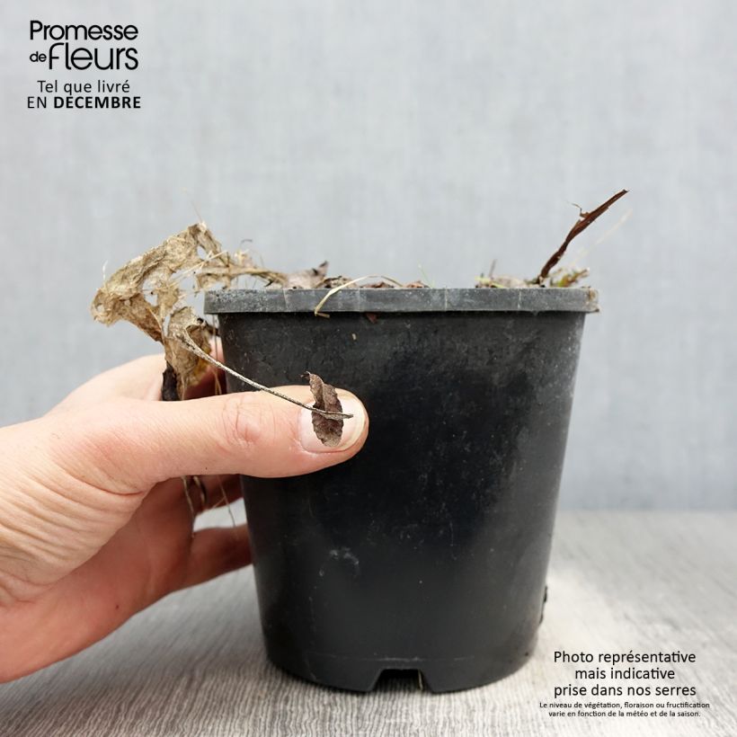 Exemplar von Hosta Saint Elmo's Fire Pot de 1,5L/2L wie im Winter geliefert