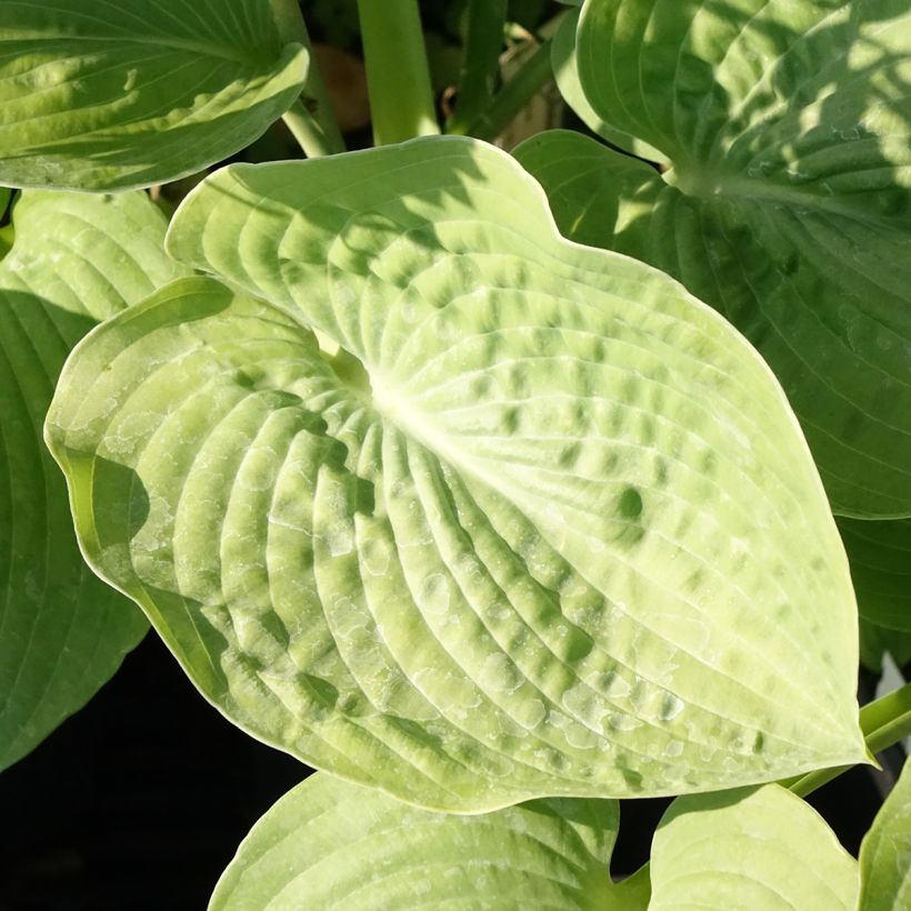 Hosta sieboldiana - Garten-Funkie (Foliage)
