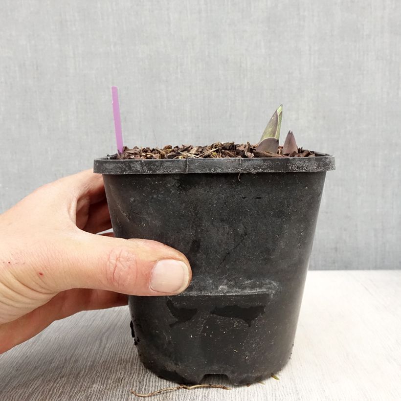 Example of Hosta sieboldiana elegans - Garten-Funkie Topf mit 1,5L/2L as you get in printemps