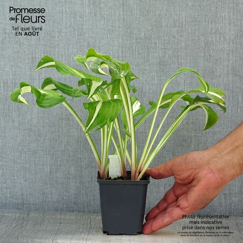 Exemplar von Hosta sieboldii Kabitan - Garten-Funkie Kleine Töpfe von 8/9 cm wie im Sommer geliefert