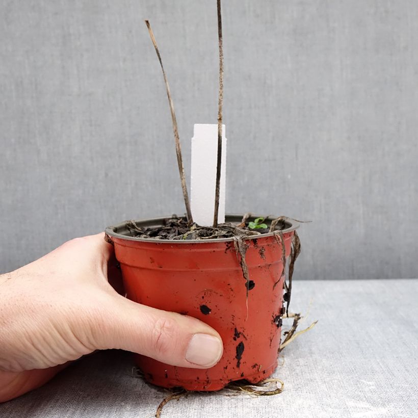 Example of Hosta Silly String - Funkie Topf 12 cm / 13 cm as you get in hiver