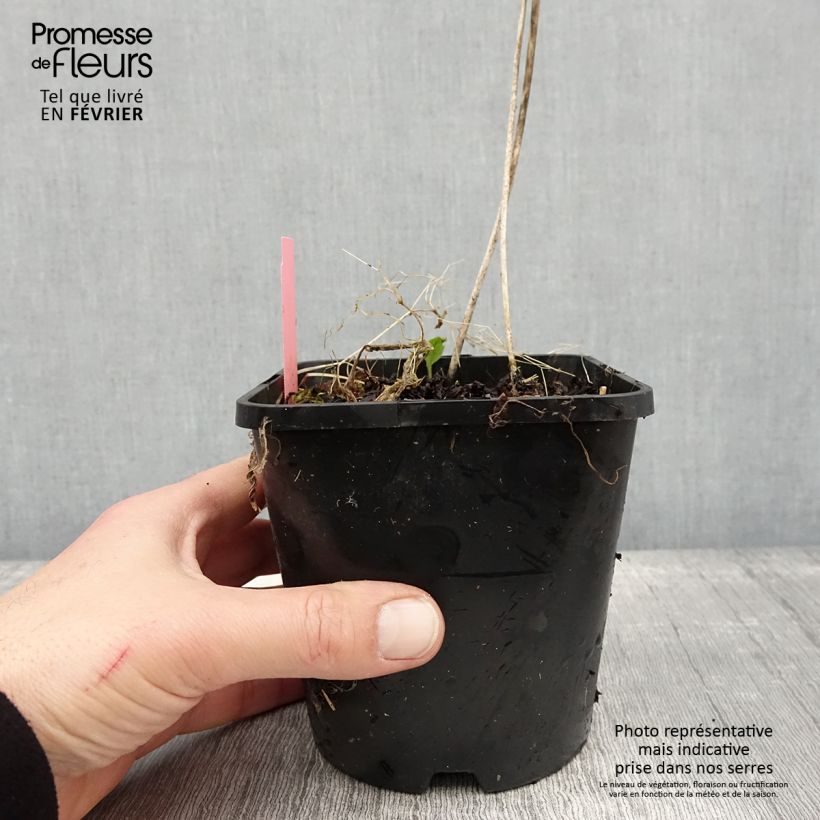 Exemplar von Hosta Sizzle Pot de 1,5L/2L wie im Winter geliefert