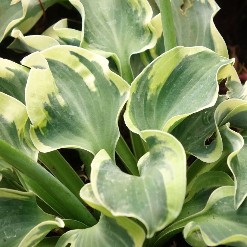 Hosta Smiling Mouse - Garten-Funkie (Foliage)
