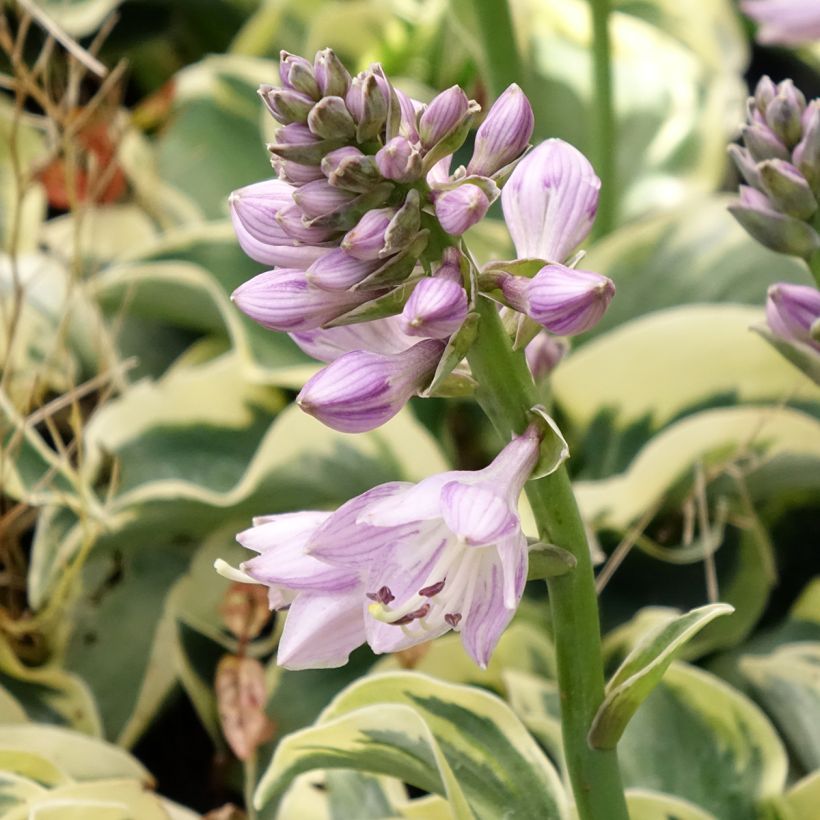 Hosta Smiling Mouse - Garten-Funkie (Flowering)