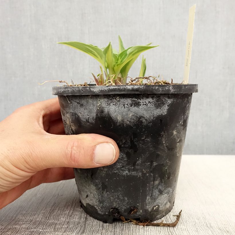 Exemplar von Hosta Stand by Me - Garten-Funkie Topf mit 1,5L/2L wie im Frühjahr geliefert