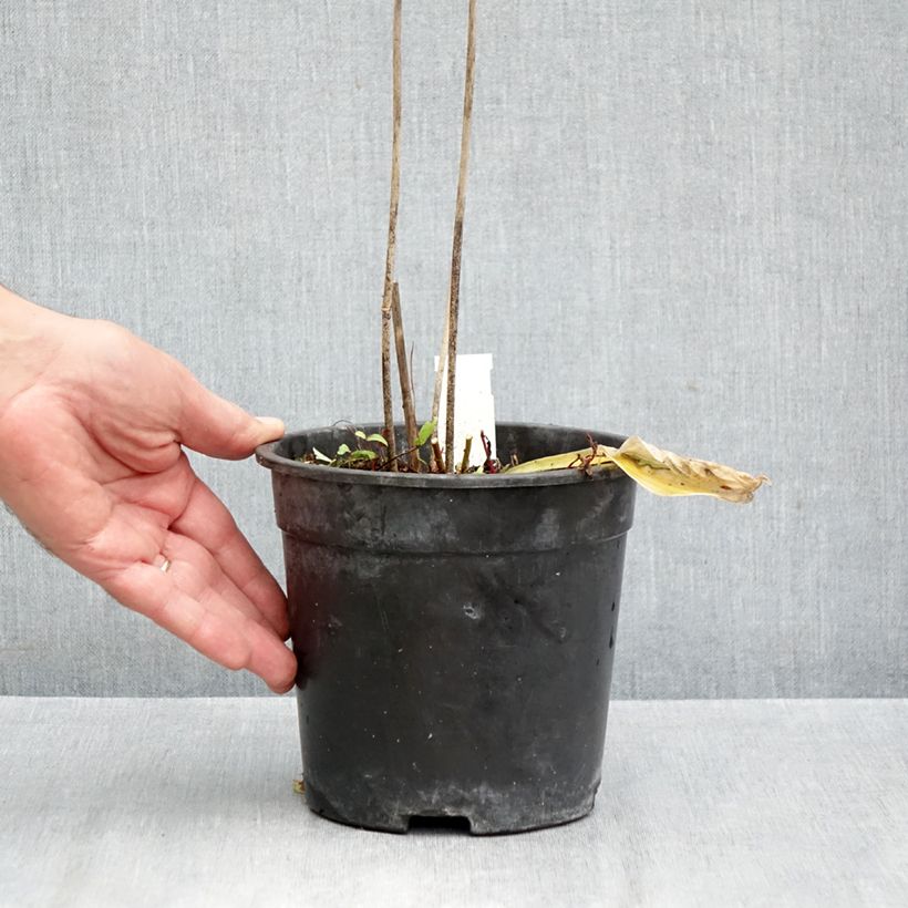 Exemplar von Hosta Striptease - Garten-Funkie Topf mit 2L/3L wie im Herbst geliefert