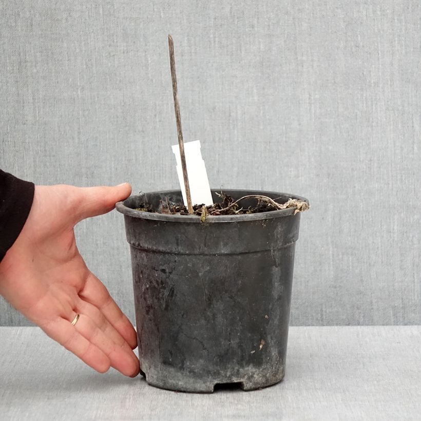 Exemplar von Hosta Striptease - Garten-Funkie Topf mit 2L/3L wie im Frühjahr geliefert