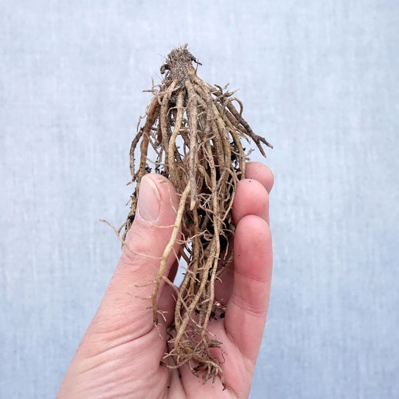 Exemplar von Hosta Striptease - Garten-Funkie Wurzelnackt wie im Winter geliefert