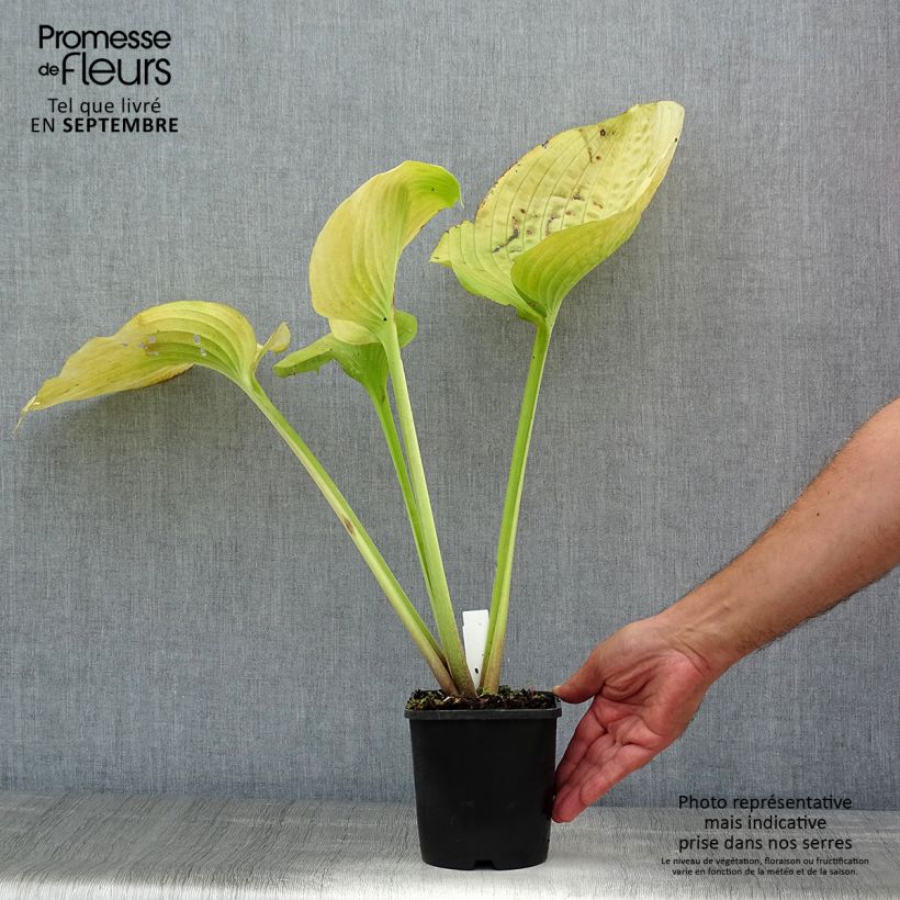 Exemplar von Hosta Sum and Substance - Garten-Funkie Topf mit 1,5L/2L wie im Sommer geliefert