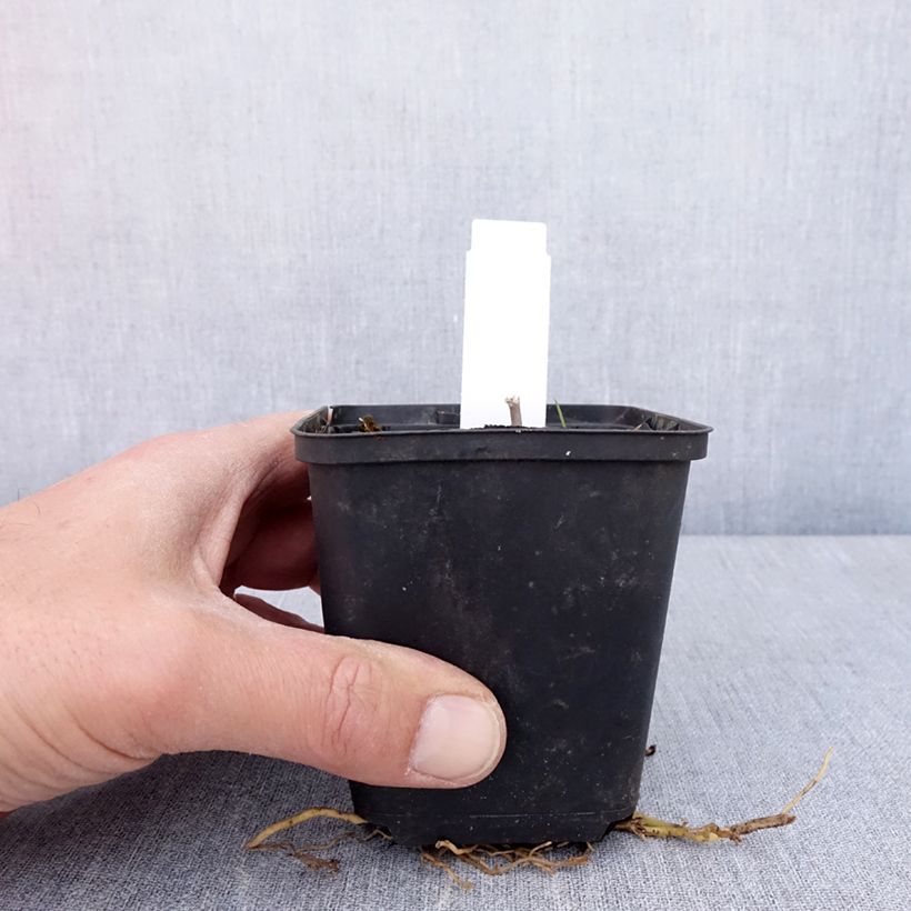 Exemplar von Hosta Sum of All - Garten-Funkie Kleine Töpfe von 8/9 cm wie im Frühjahr geliefert