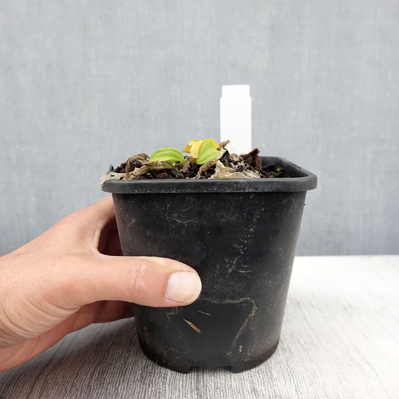 Exemplar von Hosta Sun Mouse Pot de 1,5L/2L wie im Herbst geliefert