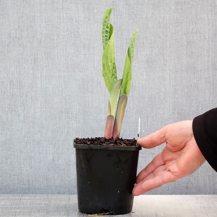 Example of Hosta T Rex - Garten-Funkie Topf mit 1,5L/2L as you get in printemps