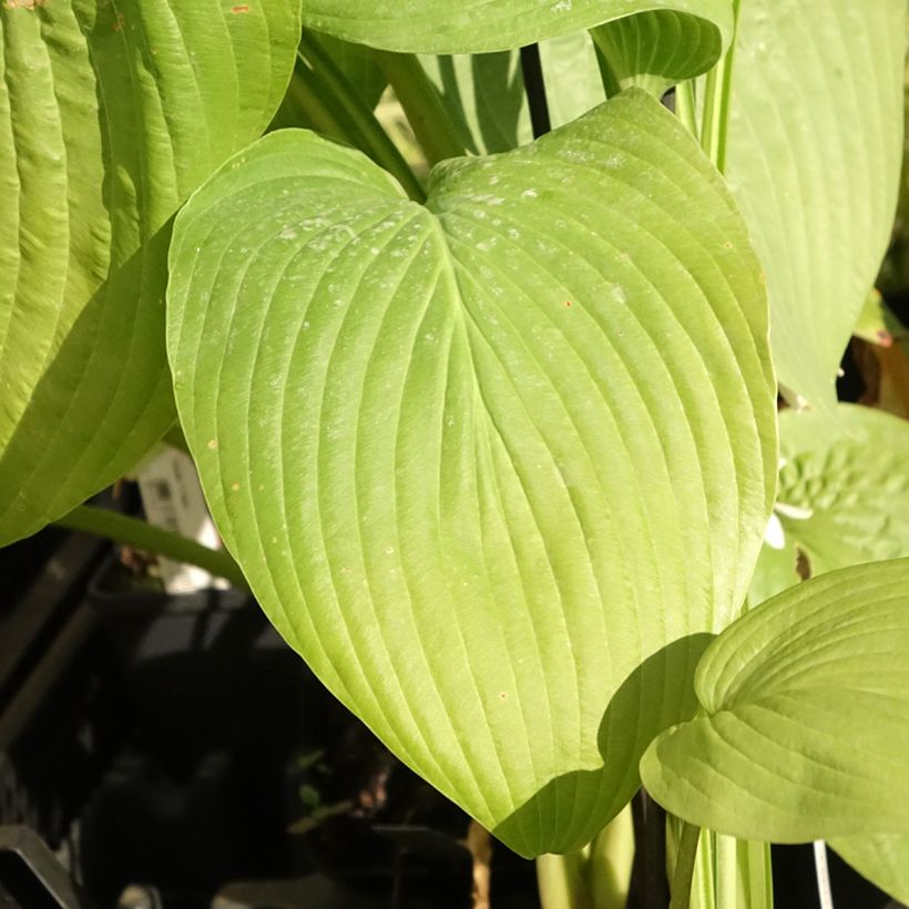 Hosta T Rex - Garten-Funkie (Foliage)