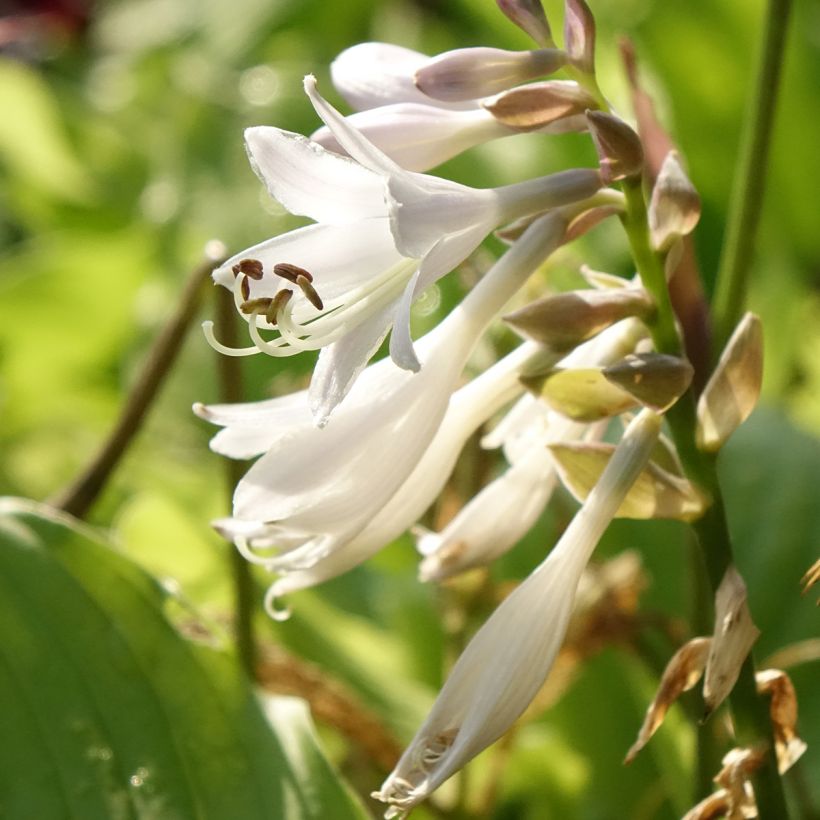 Hosta The King - Garten-Funkie (Blüte)