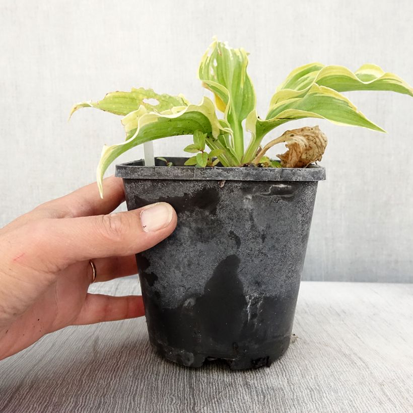 Exemplar von Hosta The King Pot de 1,5L/2L wie im Herbst geliefert