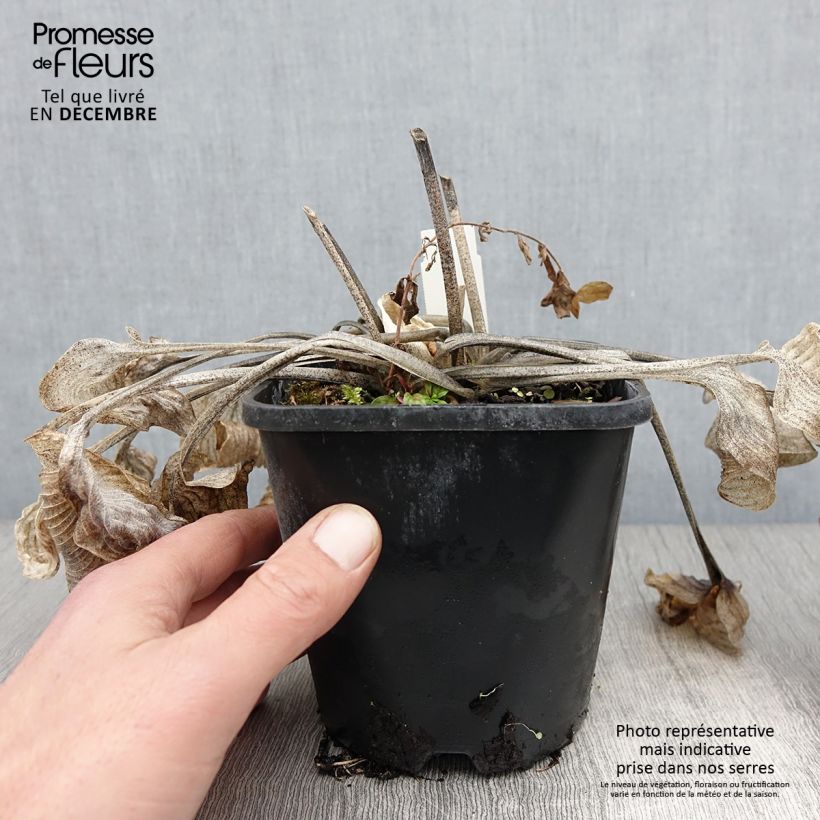 Exemplar von Hosta Touch Of Class - Garten-Funkie Topf mit 1,5L/2L wie im Herbst geliefert