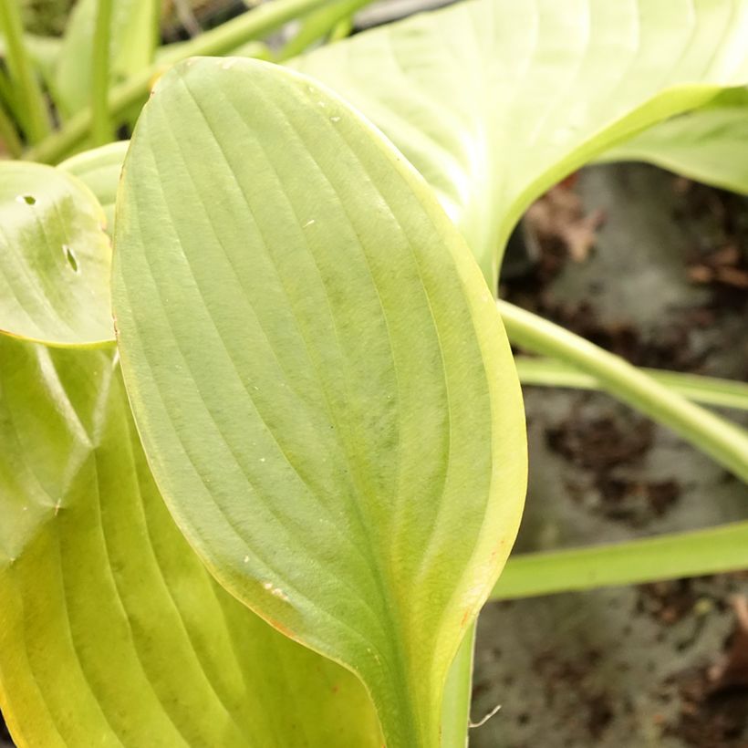 Hosta UFO - Garten-Funkie (Foliage)