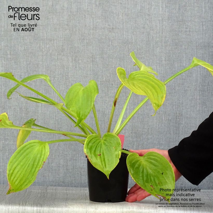 Exemplar von Hosta UFO - Garten-Funkie Topf mit 1,5L/2L wie im Sommer geliefert