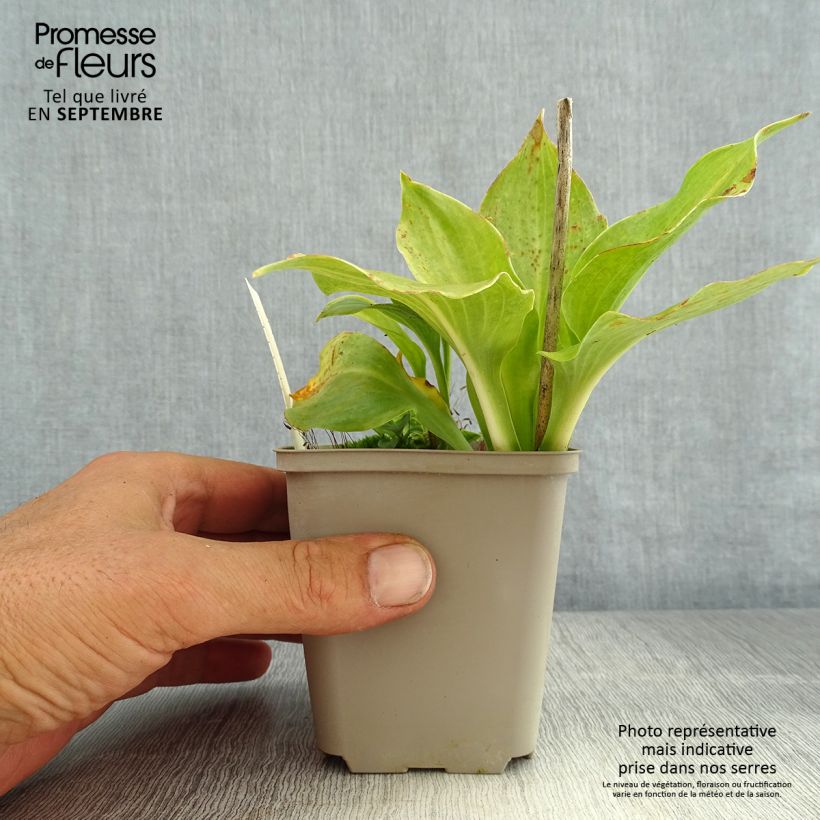 Exemplar von Hosta undulata Erromena - Garten-Funkie Kleine Töpfe von 8/9 cm wie im Sommer geliefert