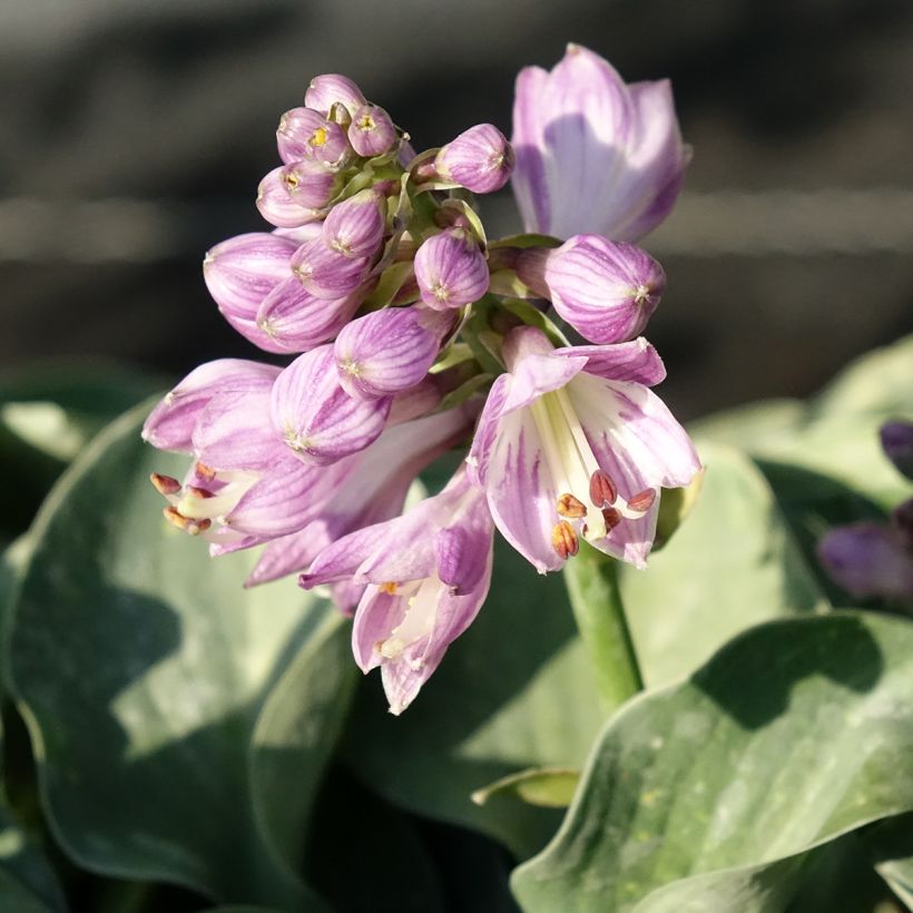 Hosta ventricosa - Garten-Funkie (Blüte)