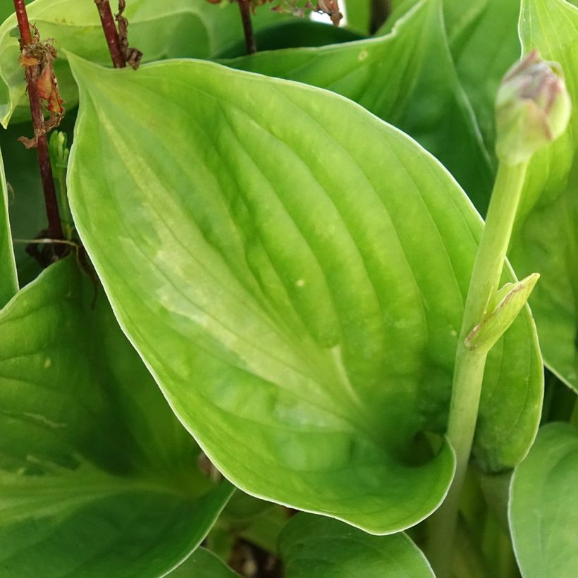 Hosta Victor - Garten-Funkie (Laub)