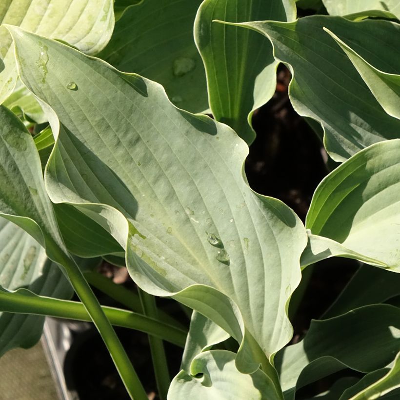 Hosta Waterslide - Garten-Funkie (Foliage)
