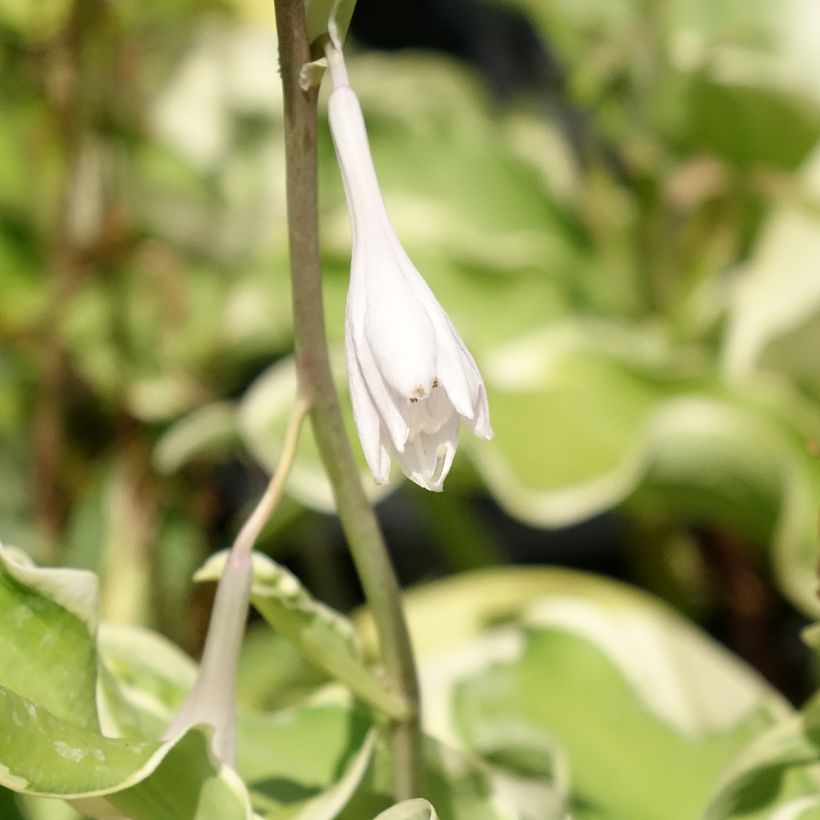 Hosta Wheee! - Garten-Funkie (Blüte)