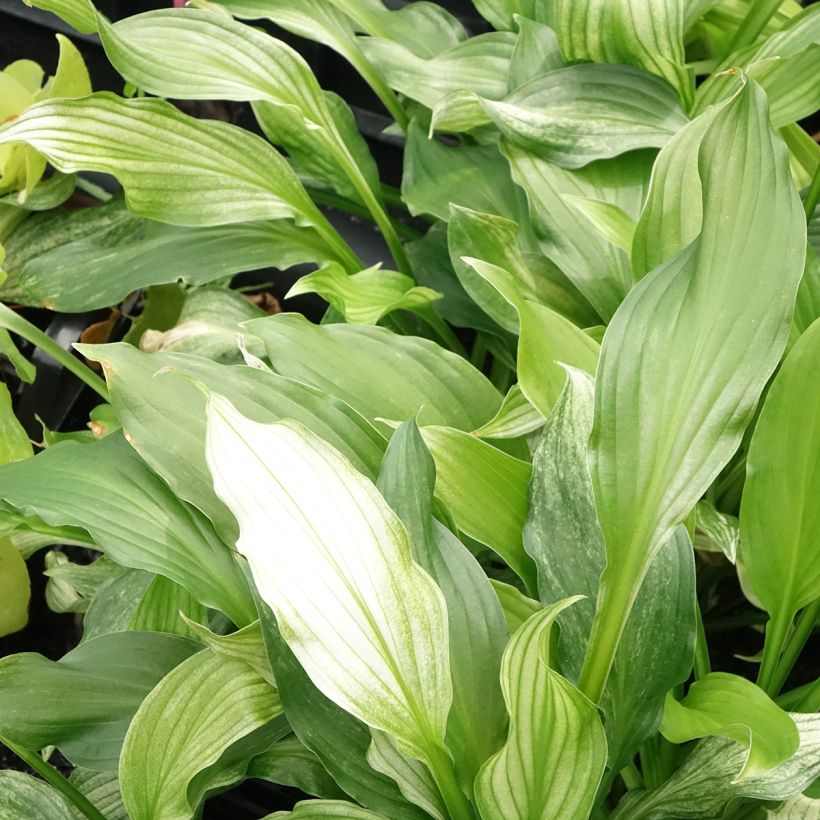 Hosta White Feather - Garten-Funkie (Laub)